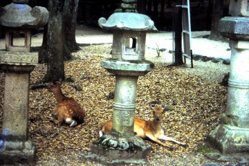 <p>Kasuga Taisha shrines&rsquo; stone lanterns alongside some deer</p>