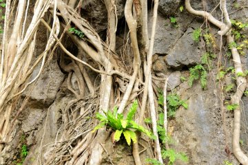<p>One of the many tiny shrines and prayer spots hidden within the park.</p>