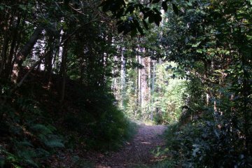 <p>A break in the leaves</p>