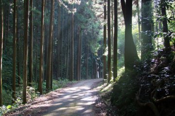 <p>Sunshine streaming through the branches</p>