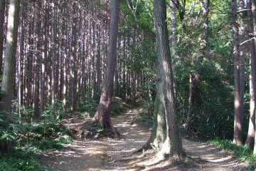 <p>A walk in the woods</p>