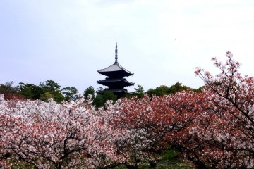 <p>Ninnaji's pagoda rises above the cherry trees</p>