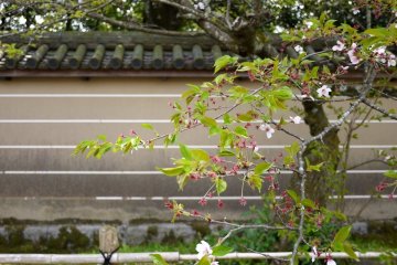 <p>Tile capped walls form a background</p>