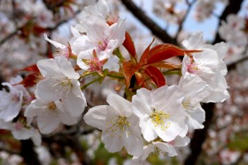 <p>The late blooming cherry trees are unusual because the new leaves appear at the same time as the blossoms</p>