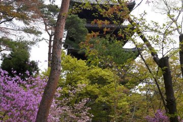 <p>Azaleas blooming at the same time as sakura</p>