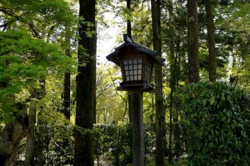 Wooden lanterns stand among tall trees