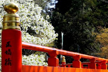 <p>Cherry blossom beside the bridge in springtime</p>
