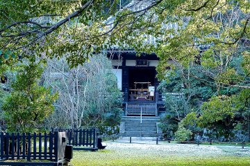 <p>Moss-covered garden</p>