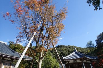 <p>Autumn infuses some color into the temple grounds</p>