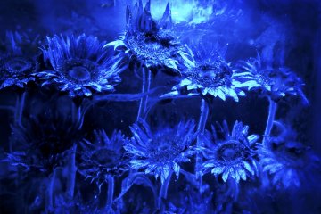 <p>Flowers trapped inside ice blocks are part of the decor of this peculiar bar.</p>