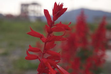 <p>Flowers in the remains of Shizugawa town.</p>