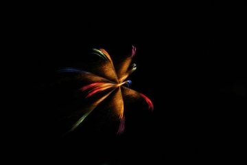 A bird? A flower? 