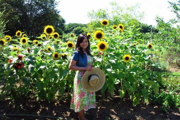 Vibrant sunflower bed