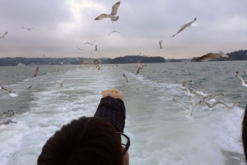 <p>Seagull feeding on a boat tour of Matsushima Bay.</p>