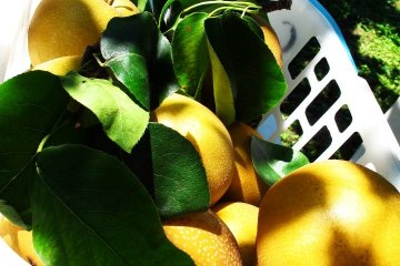 Big, fresh and juicy!
