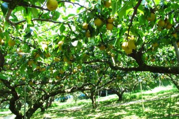 Such a peaceful orchard