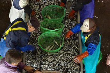 Ketika saya berada di sana, ikan pacific saury baru saja sampai di pasar dan beberapa pekerja sudah mulai menyortirnya sesuai ukuran