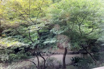 Garden View from the walkway to restaurant