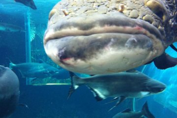 Fish from the Amazon