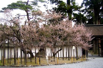 Garyobai - a special tree with Japanese plum blossoms in the main garden area of Zuigan-ji