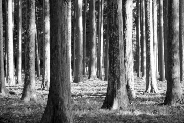 The cedar grove that surrounds the Zuigan-ji&nbsp;Todo.