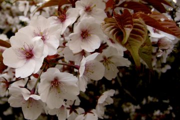 <p>Close up of some blooming flowers in April.</p>