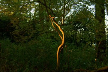 <p>Tree along the foot path heading towards the Azumaya.</p>
