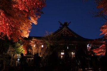 <p>Afuri Jinja Shrine lights up the trees at night during this season only</p>