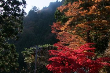 <p>Brilliant, vibrant colors</p>