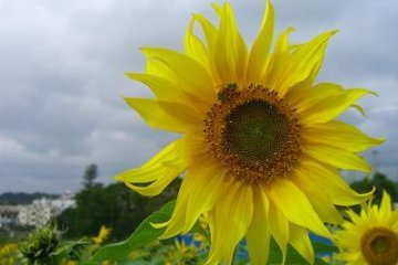 Sunflowers in Kitanakagusuku