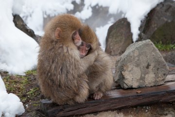 <p>They are so adorable when they&rsquo;re hanging out in the water! The onsen itself isn&rsquo;t actually that big, but there are plenty of monkeys around. There were quite a number of other tourists the day we went, but not to the extent that it felt crowded.</p>