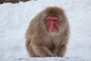 <p>Once you pay your 500 yen to enter the park, you&rsquo;ll start spotting monkeys almost immediately. From a distance, it can be hard to distinguish the brown-furred creatures from the brown rocks poking up through the snow, but you&rsquo;ll get the hang of it fast. You still have a 5 minute walk before you reach the actual hot spring.</p>
