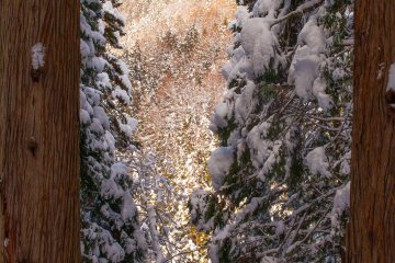 <p>A glimpse of the mountains through gaps in the snow-covered trees</p>