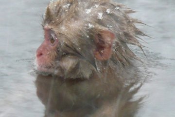 <p>It&rsquo;s really entertaining to watch the monkeys interact. They have a very complex &lsquo;society&rsquo; within their group, and you&rsquo;ll see everything from monkeys grooming one another to fighting over space in the hot spring.</p>