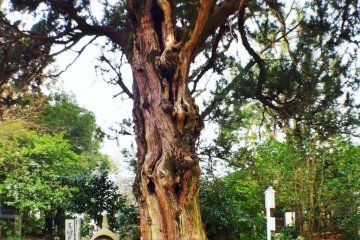 A 1,000-year old juniper