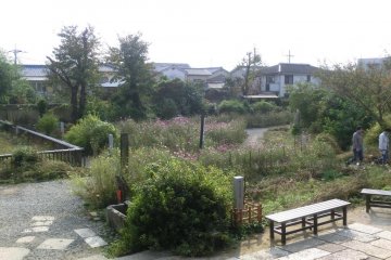 garden showing cosmos flowers