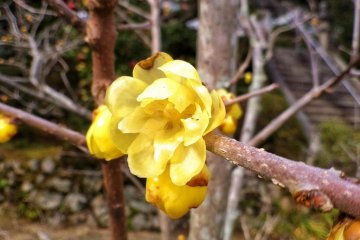 A wintersweet flower, or 'wax plum'