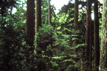 <p>Old cedar trees</p>