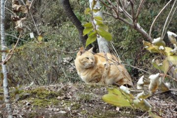 You’ll also see a lot of Taiwanese squirrels, black kites (small hawks), and cats.