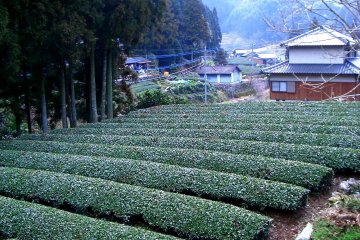 Tea fields in the countryside on the way to Mamedacho