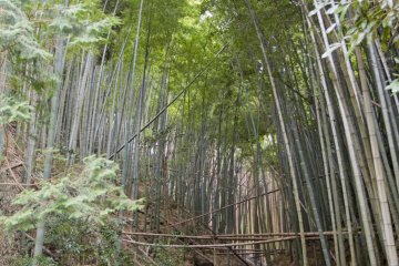 <p>Hear the clacking of a bamboo grove in the spring breeze near the trailhead</p>