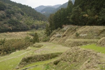 <p>In another month, the fields will be flooded and planted with seedlings</p>
