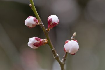 <p>Ume buds</p>