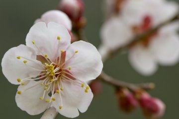 <p>Plenty of beautiful flowers to appreciate</p>