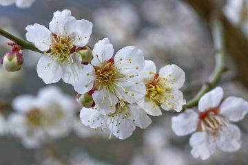 <p>In Kyushu, spring can be seen when it feels like winter</p>
