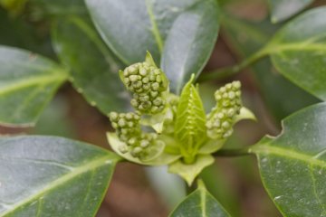 <p>Budding green ready for a new growing season</p>