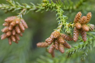 <p>Male pine cones, nearly ready to cast pollen</p>