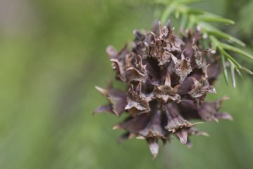 <p>An unusual-looking&nbsp;female pine cone</p>