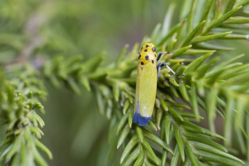 <p>This is a black-tipped leafhopper (Bothrogonia ferruginea), or&nbsp;tsumaguro-oo-yokobai in Japanese</p>