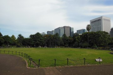 <p>Lush green grass.</p>